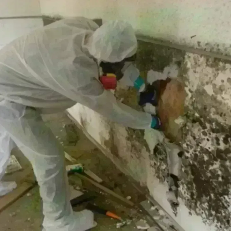 Mold Remediation and Removal in Merchantville, NJ